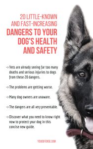 dog safety